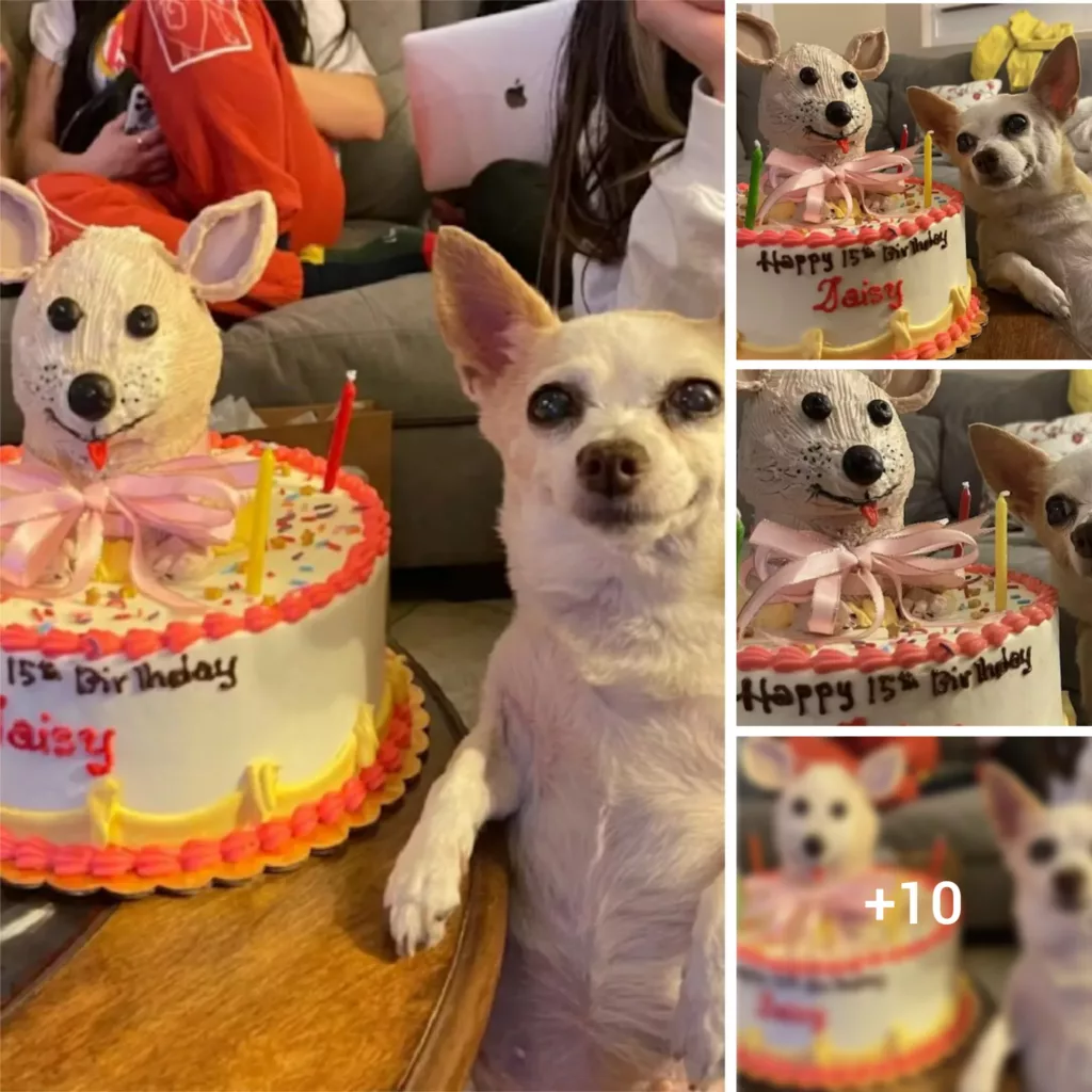 “Fifteen Years of Furry Fun: How My Mom and I Threw the Ultimate Stylish Birthday Bash for My Pup”