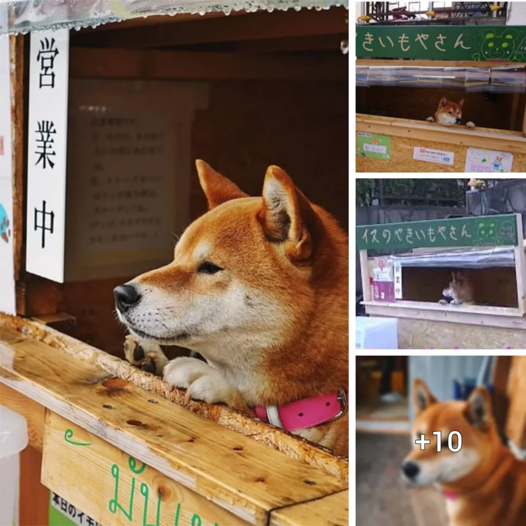 Ken-Kun, the Cute Shiba-Inu, Runs a Tiny Sweet Potato Stand in Japan