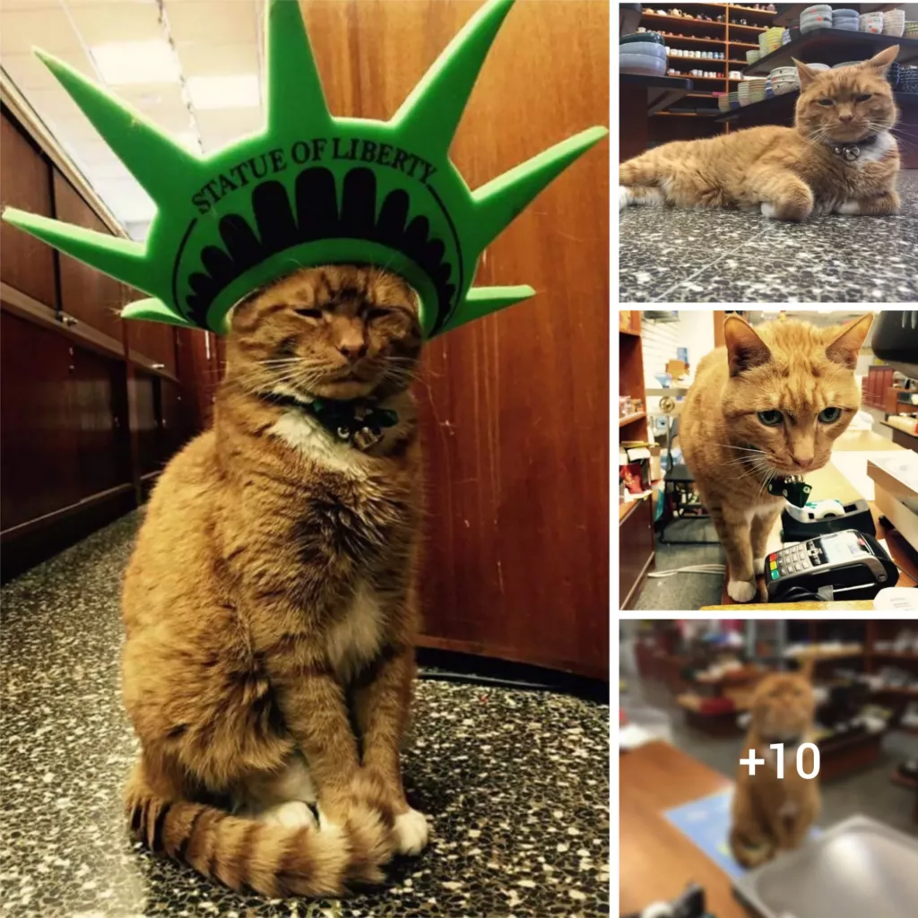 “Furry and Fierce: A Decade of Devotion as a Cat Store Manager”