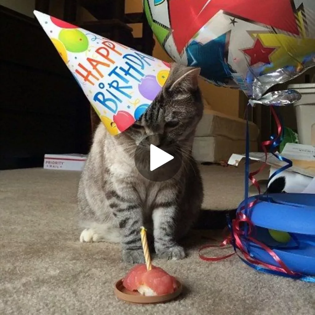 “A Purrfect Day: Honoring Our Furry Companion’s Birthday”