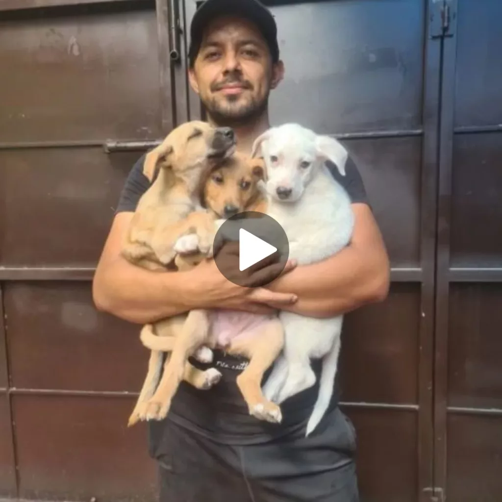 “Saving Abandoned Puppies: A Heartwarming Act of Kindness in the Middle of Nowhere”
