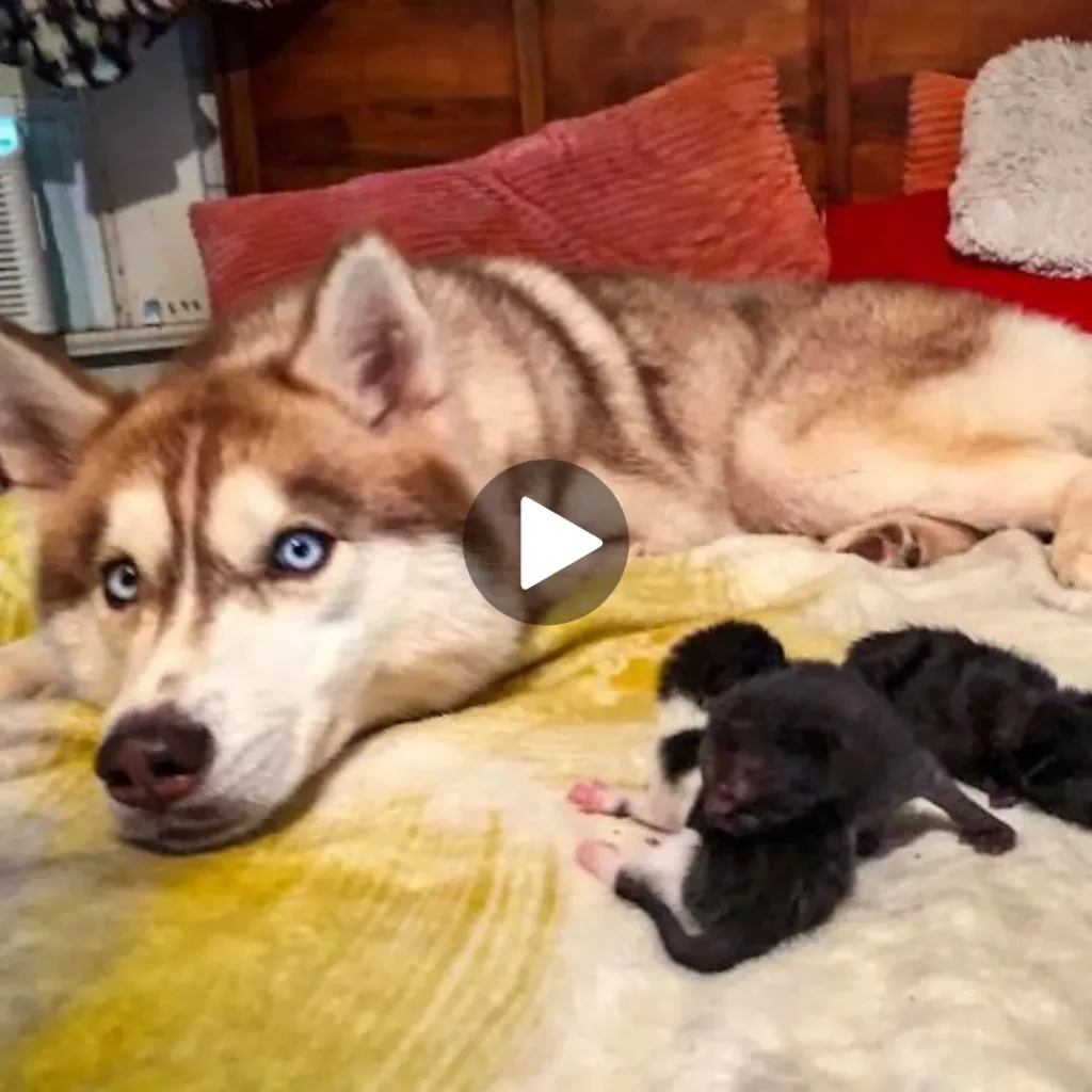 Fearless Husky Forms Unbreakable Bond with Found Box of Kittens, Showcasing Remarkable Interspecies Connection