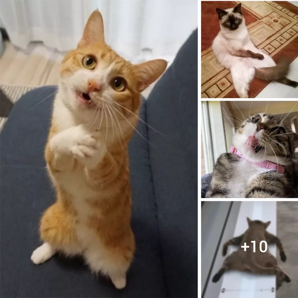 “Laugh-Out-Loud Feline Follies: Entertaining Snaps of Comical Cats”