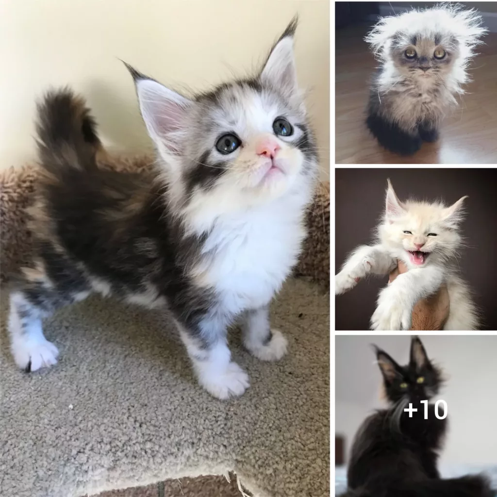 “Meet the Adorable Yet Massive Maine Coon Kittens: The Furry Giants in the Making!”