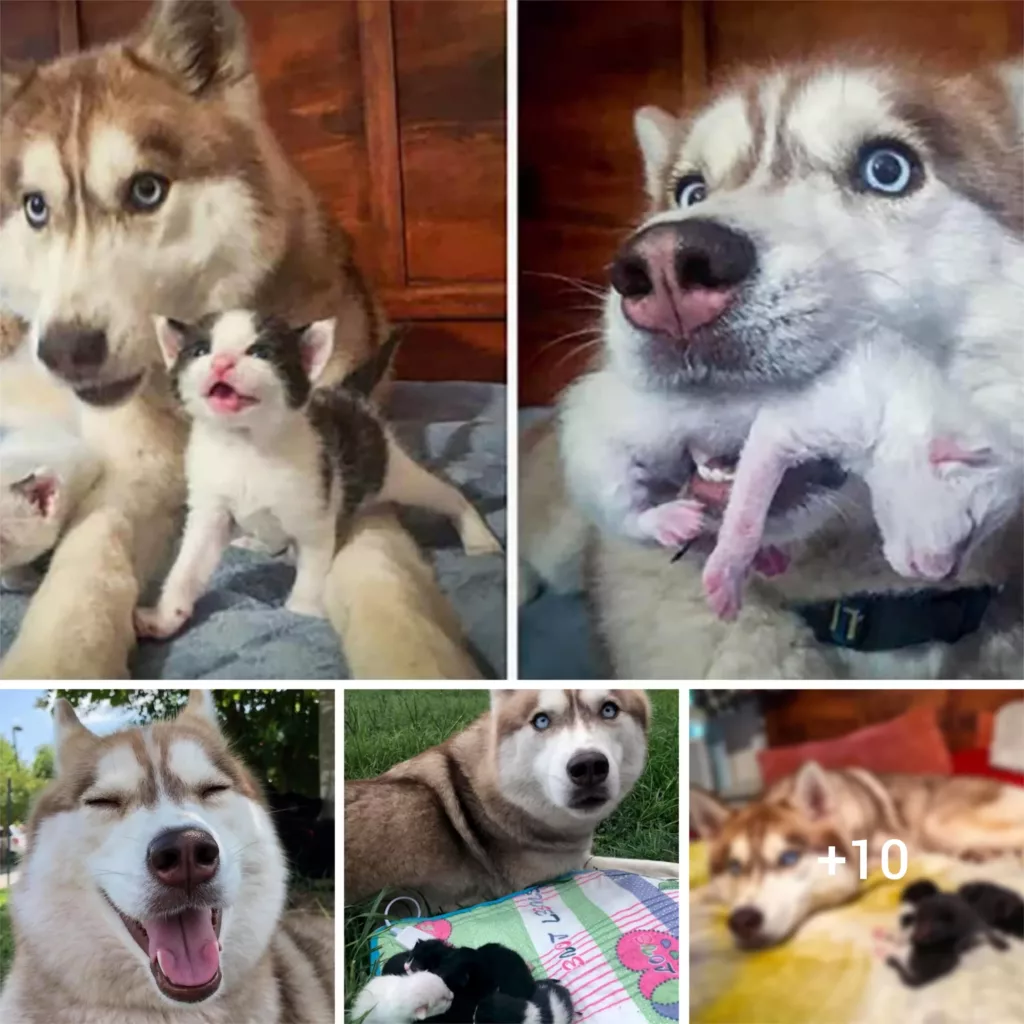 Heartwarming Tale: Courageous Husky Becomes Loyal Surrogate Mom to a Litter of Kittens