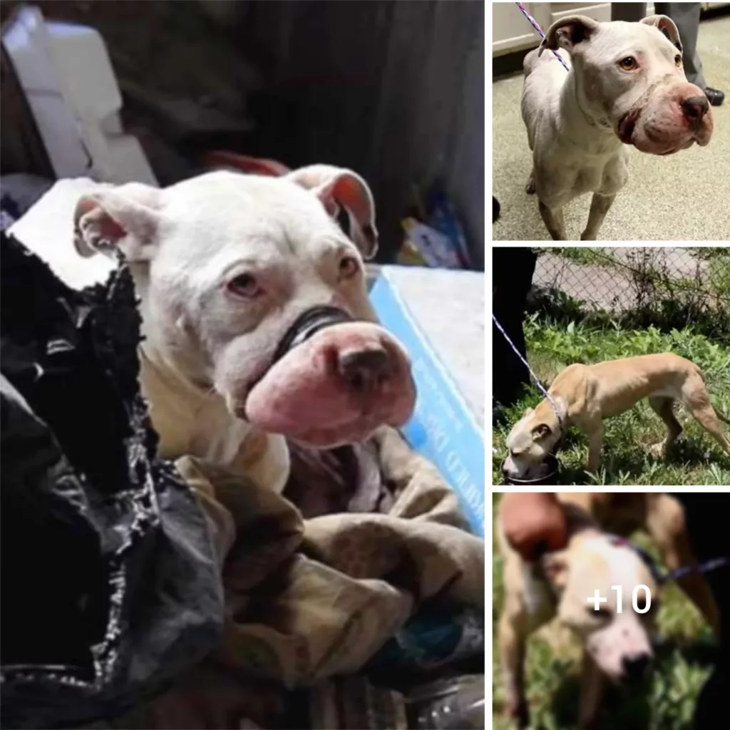 “Behind the Scenes: Witnessing the Bravery in Rescuing Bait Dogs from Inhumane Treatment”