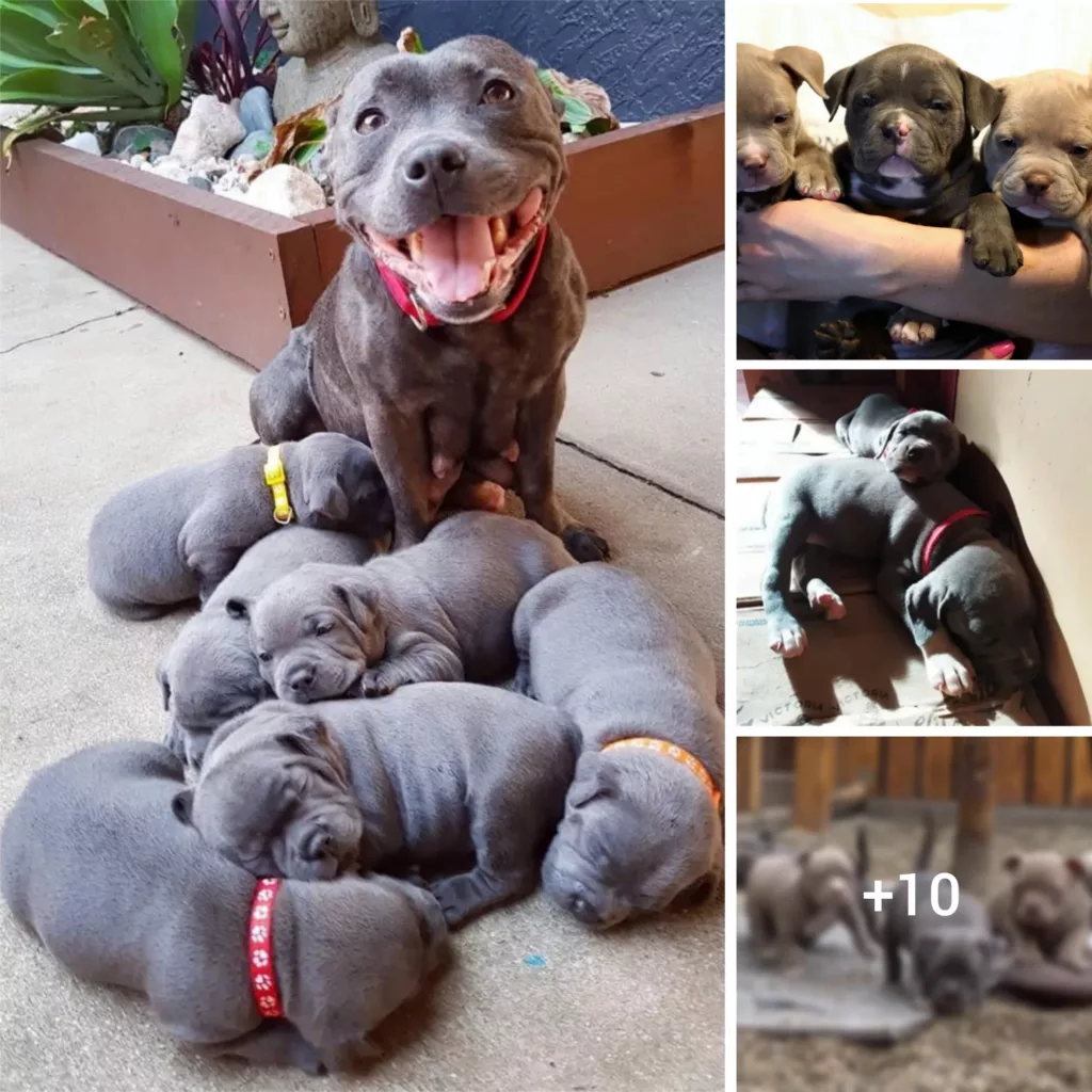 A Pawsitively Adorable Moment: Witness Mama Dog’s Heartwarming Introduction of Her 6 Darling Puppies