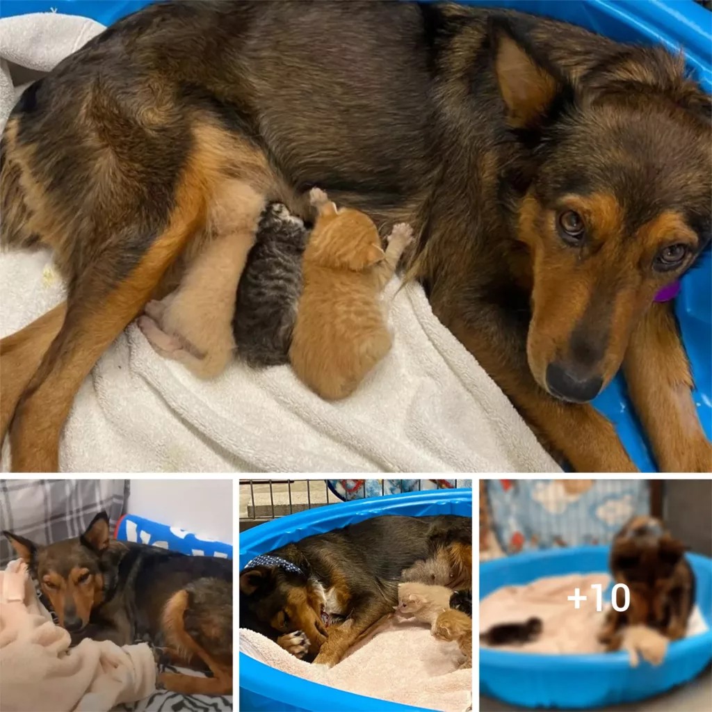 A Heartwarming Tale of Healing: A Mama Dog’s Journey to Love with the Help of Kittens