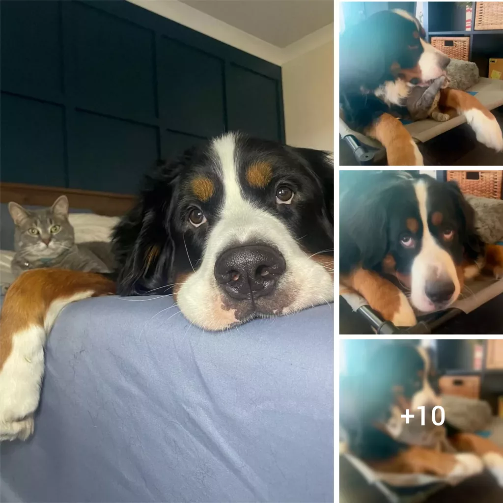 The Hilarious Moment When A Woman Gets A Response From Her Dog About The Cat’s Whereabouts