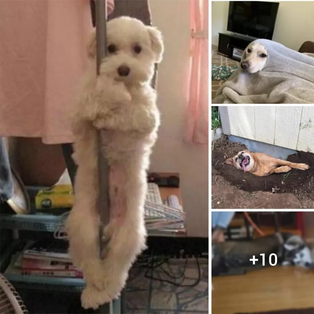 Unleashed: These 20+ Dogs Are Living Life On Their Own Terms (And It’s Hilarious)