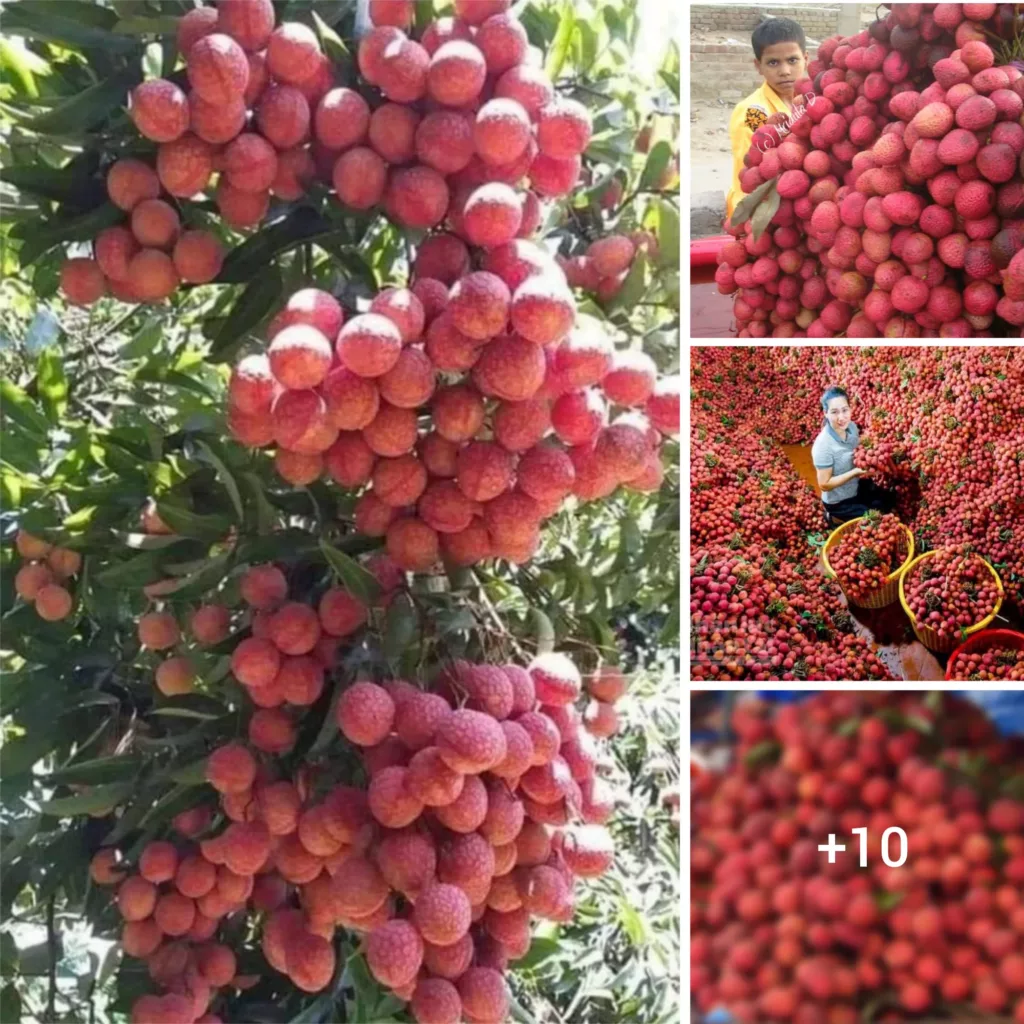 Uncovering the Magic of Lychee: A Heavenly Delight from Mother Nature’s Tropics