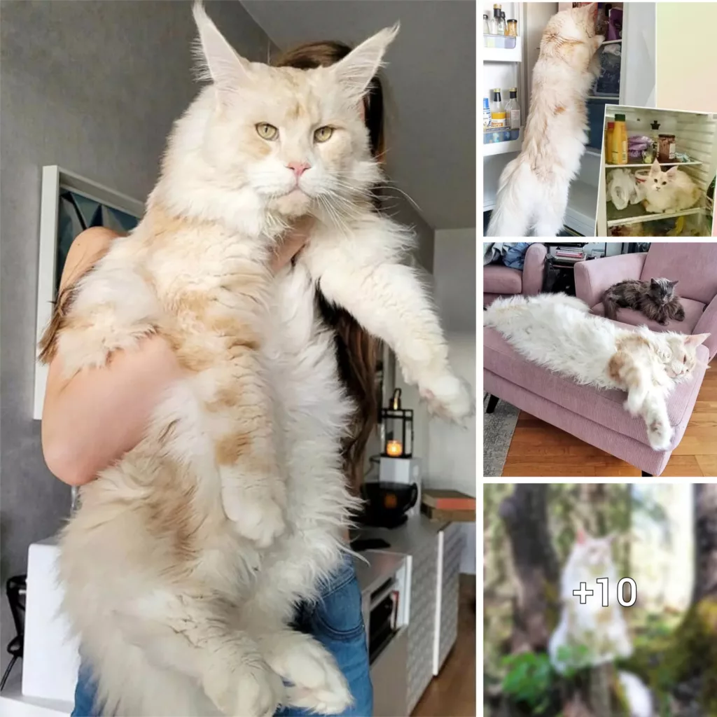 “The Enormous and Majestic Maine Coon Cat that Takes the World by Storm”
