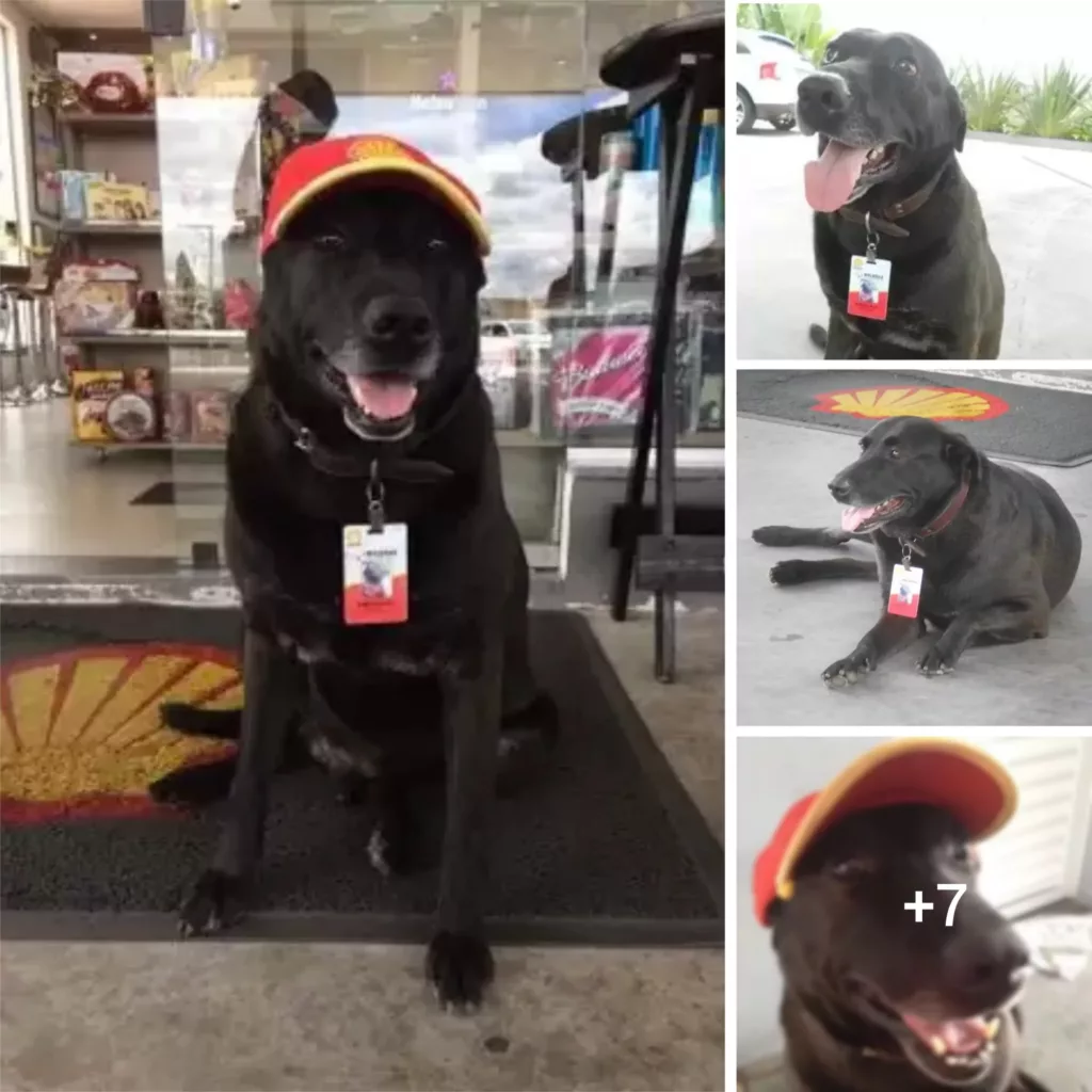 From Stray to Staff: The Story of a Dog’s Employment Journey at a Gas Station