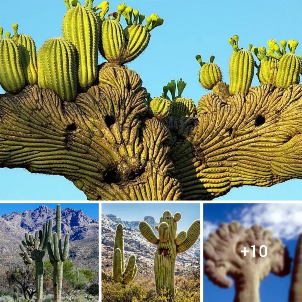 The Enigmatic Glory of America’s Towering Saguaro Cacti
