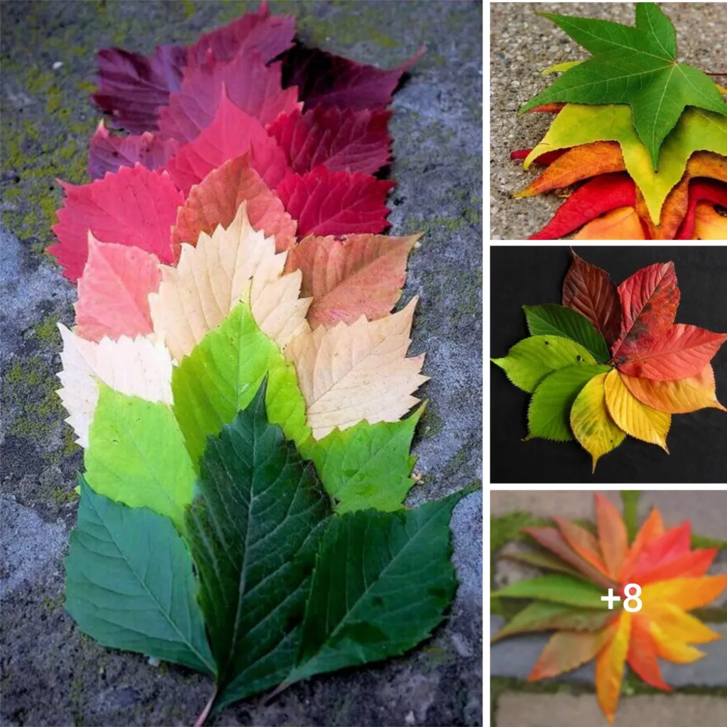 Nature’s Chromatic Kaleidoscope: A Journey into the Vibrant and Varied World of Leaves
