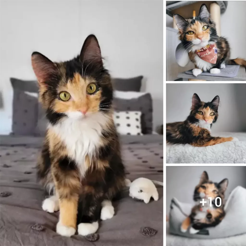 Introducing Freya The Fluff: Instagram’s Feline Superstar