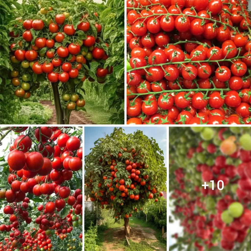 “Tomato Enchantment: Gardeners Bewildered by Abundant Fruit Harvest from Amazing Plant”