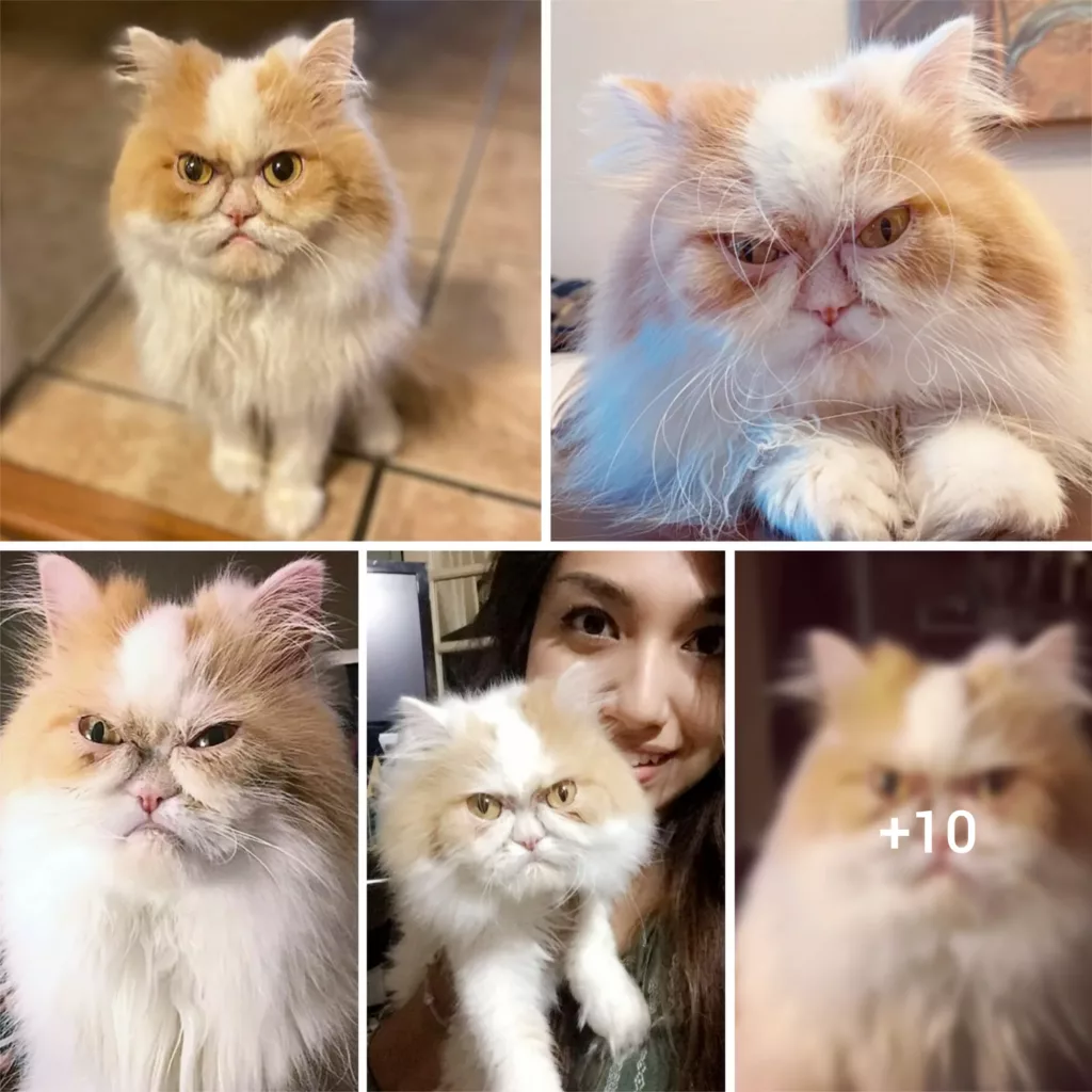 Introducing Louis, The Persian Feline With A Moody Personality Taking Over The Internet