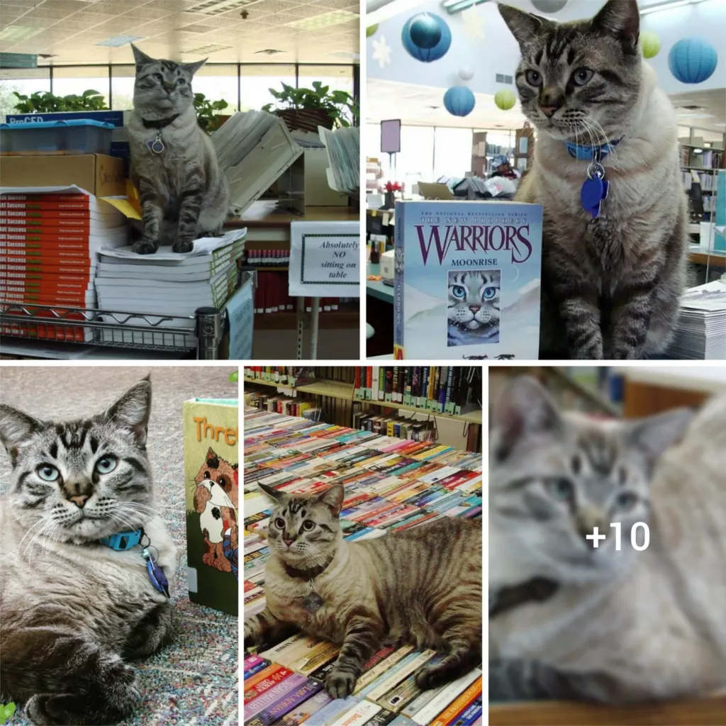 The Tale of the Resilient Library Cat: Overcoming Unjust Termination to Claim Job Back from City Council