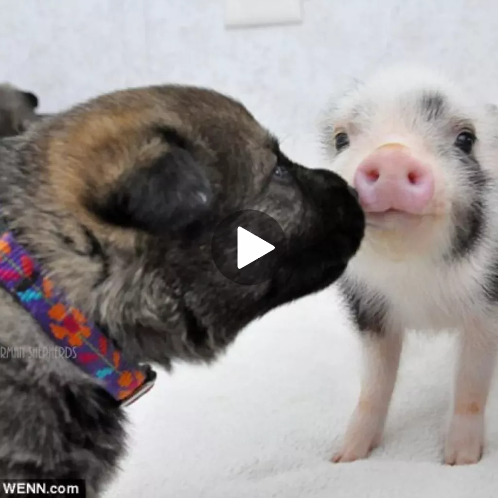 “Playful Pals: A Heartwarming Bond between Mini Piglets and Puppies”