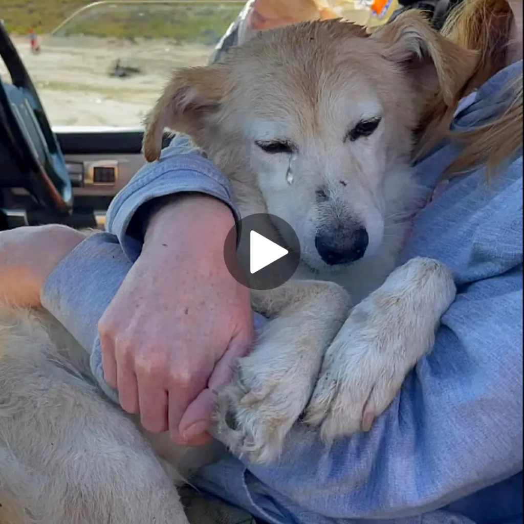 Happy Tears: Abandoned Blind Canine Rescued and Showered with Love and Care