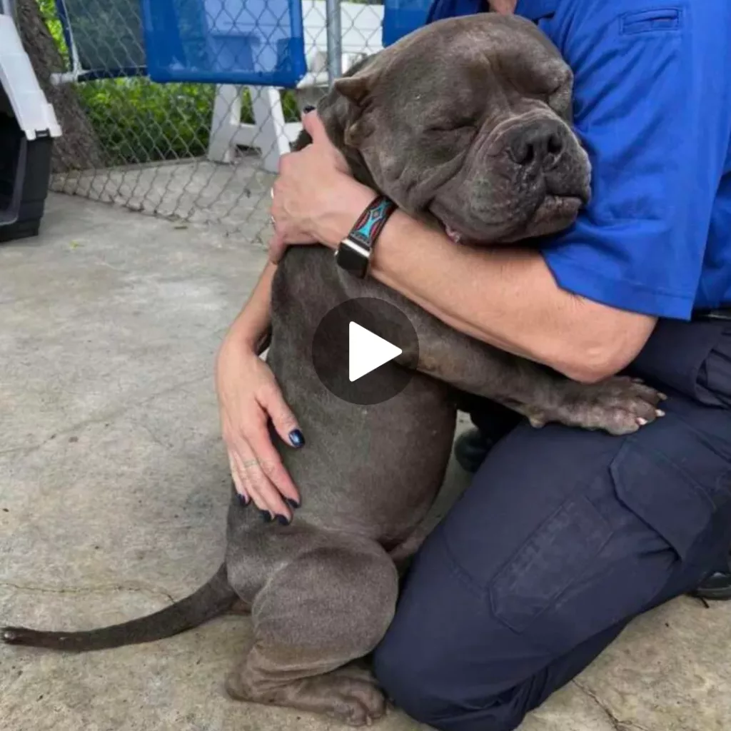 Title: Heartwarming Moment: Abandoned Dog Embraces Rescuer in Tears of Joy