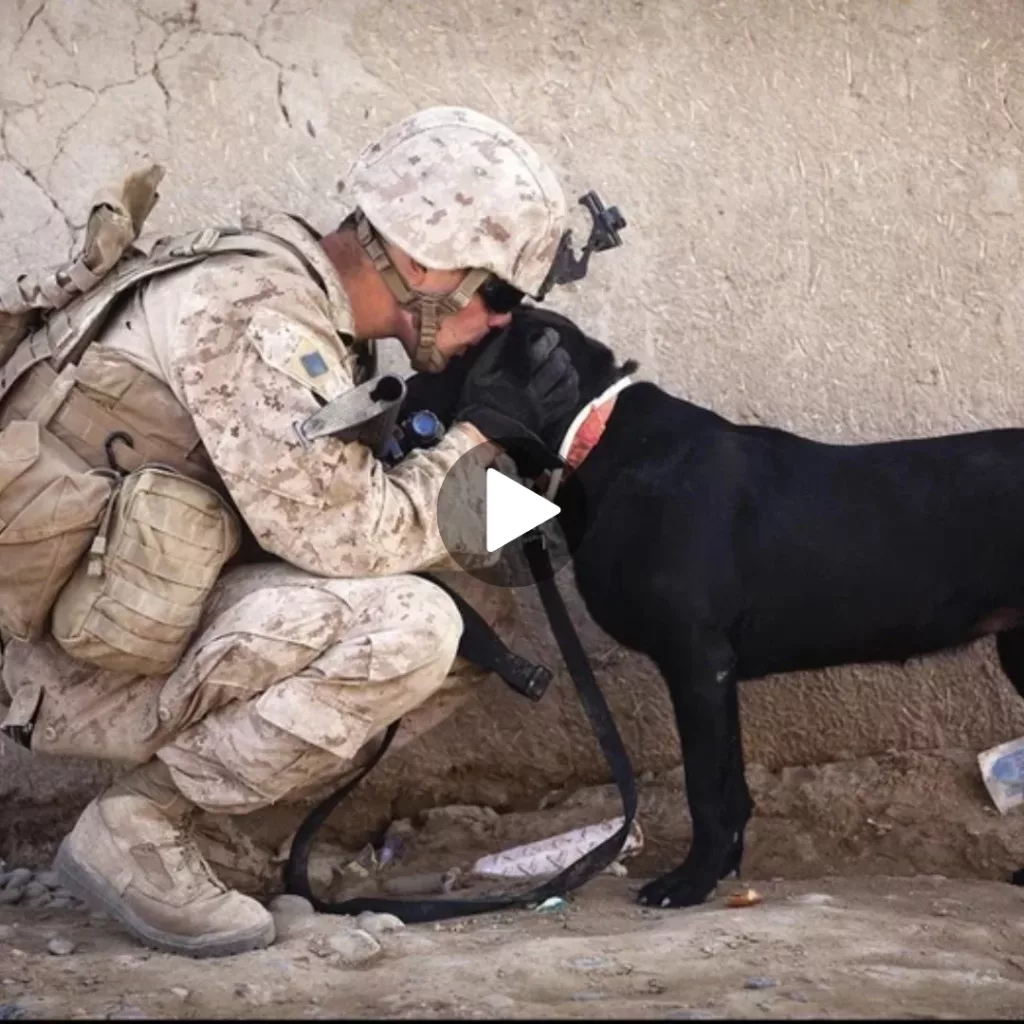 Touching Clip: Military Personnel Shares Emotional Goodbye with His Cherished Canine Companion
