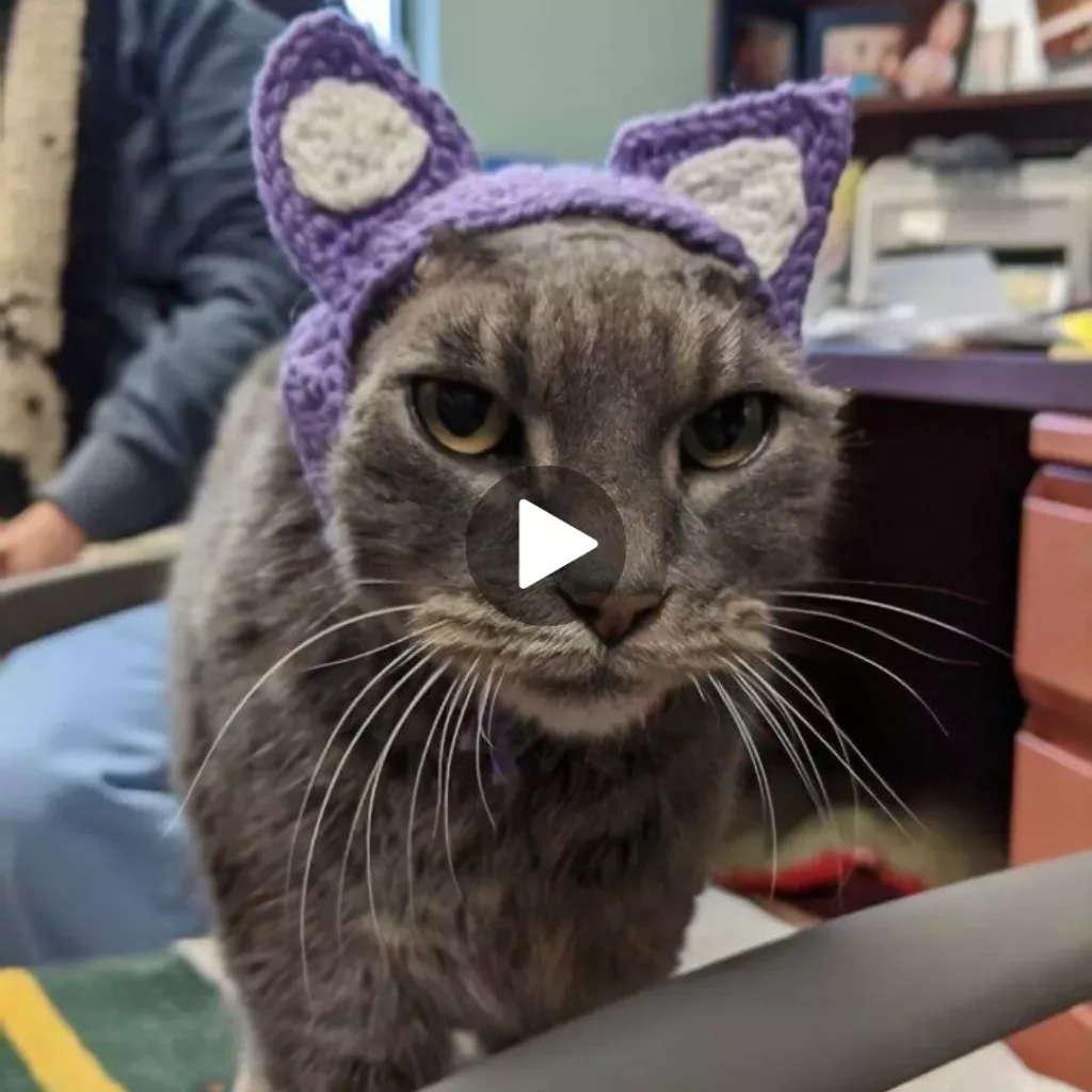 “Feline Fashionista: Stray Cat with Lost Ears Finds New Home and Crocheted Ear Accessories”