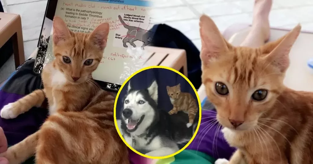 A Feline Friend: Bus Stop Kitten Finds Home with Vet Student and Husky Pal