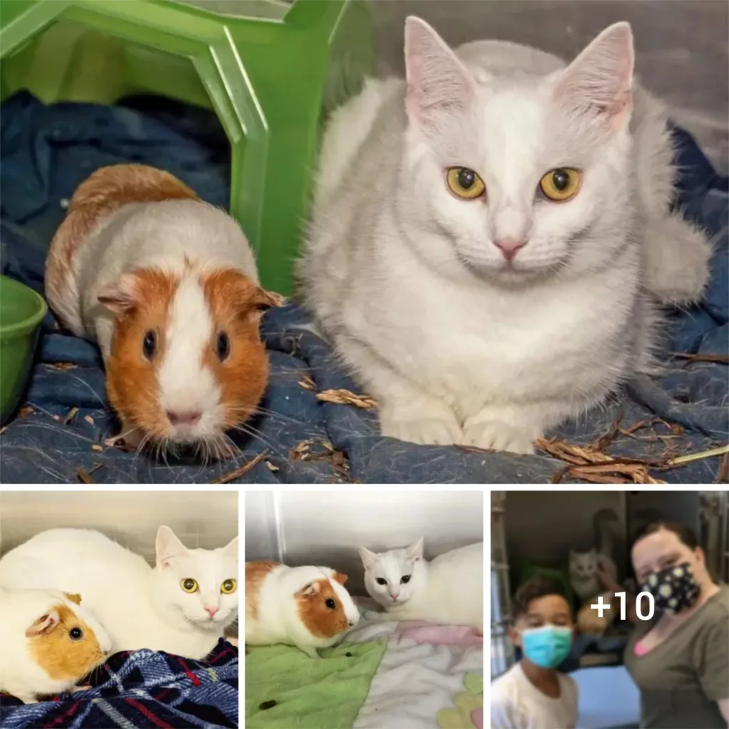 A Match Made in Furry Heaven: Cat and Guinea Pig BFFs Refuse to Be Separated in Adoption