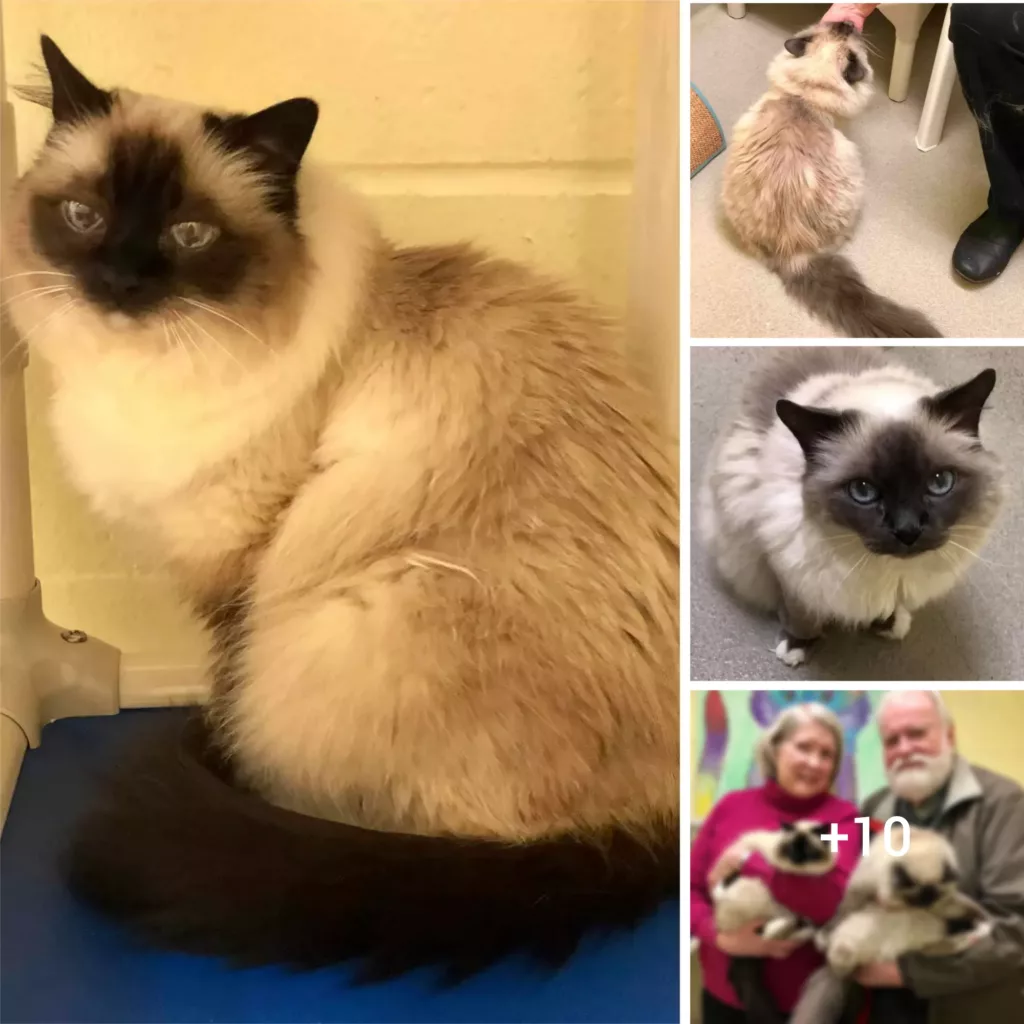 Heartwarming Story of Two Senior Birman Cats Abandoned at a Shelter with a Touching Note