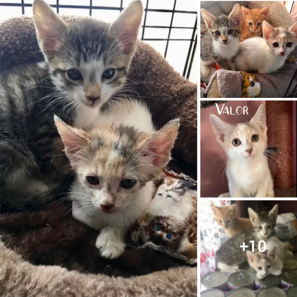 Saved from a Sealed Box: The Joyful Life of Rescued Kittens