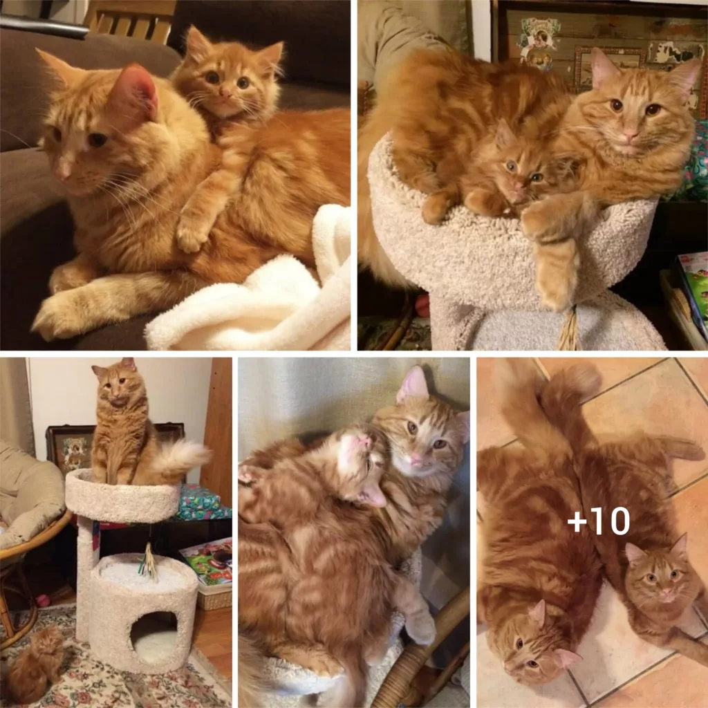 Endearing Story: Affectionate Ginger Cat Nurtures Adopted Twin Kitten