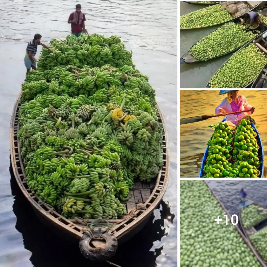 Discovering Culture: The Magic of Fruit Barges that Float