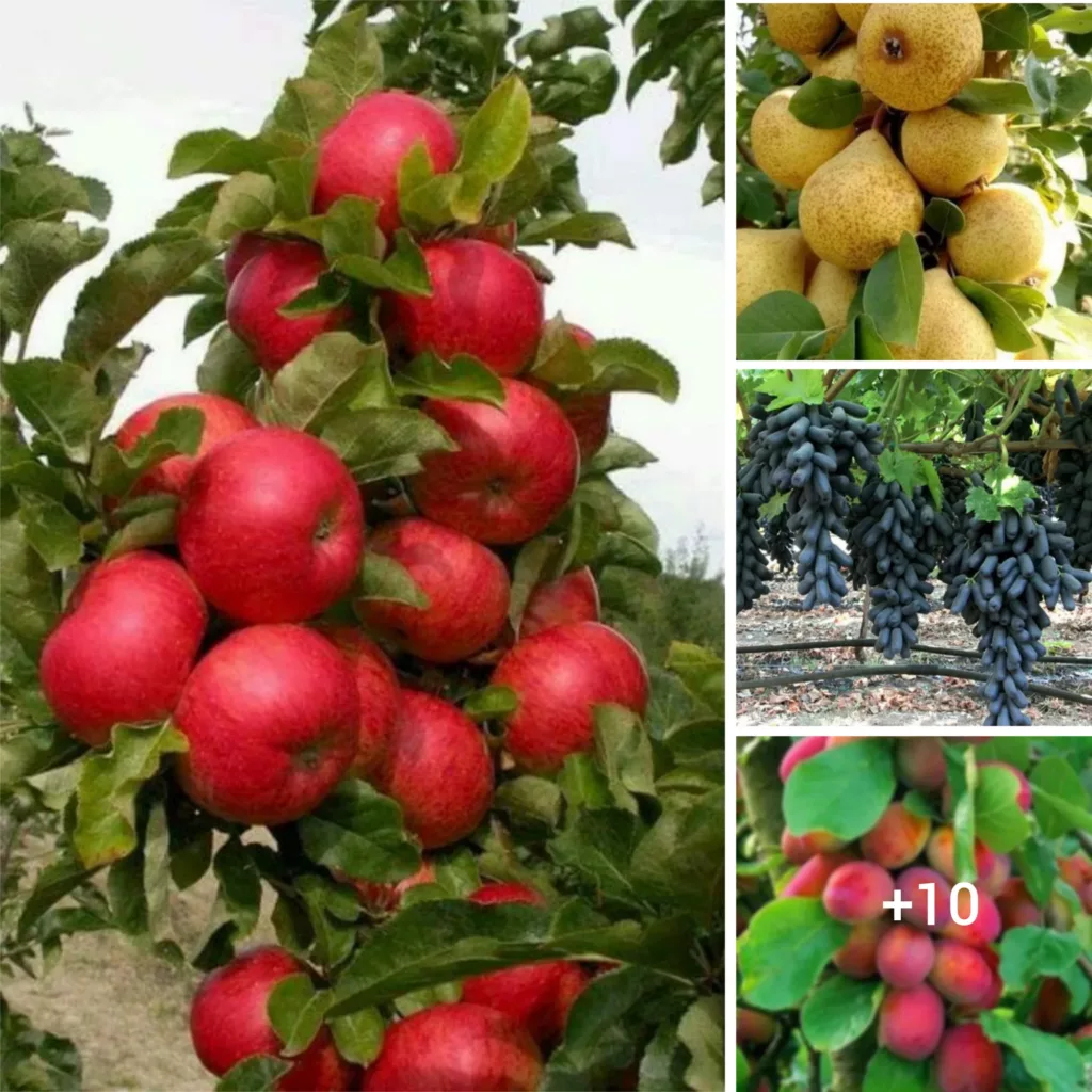 A Bounty of Colors and Nutrients: Exploring the World of Cluster Fruits