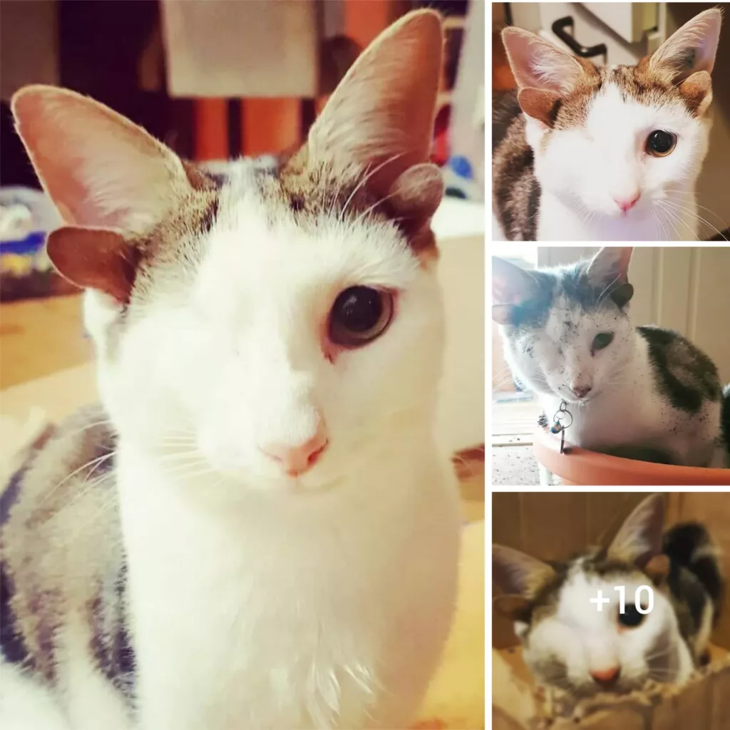 A New Home for the Four-eared, One-eyed Feline Who Was Rescued