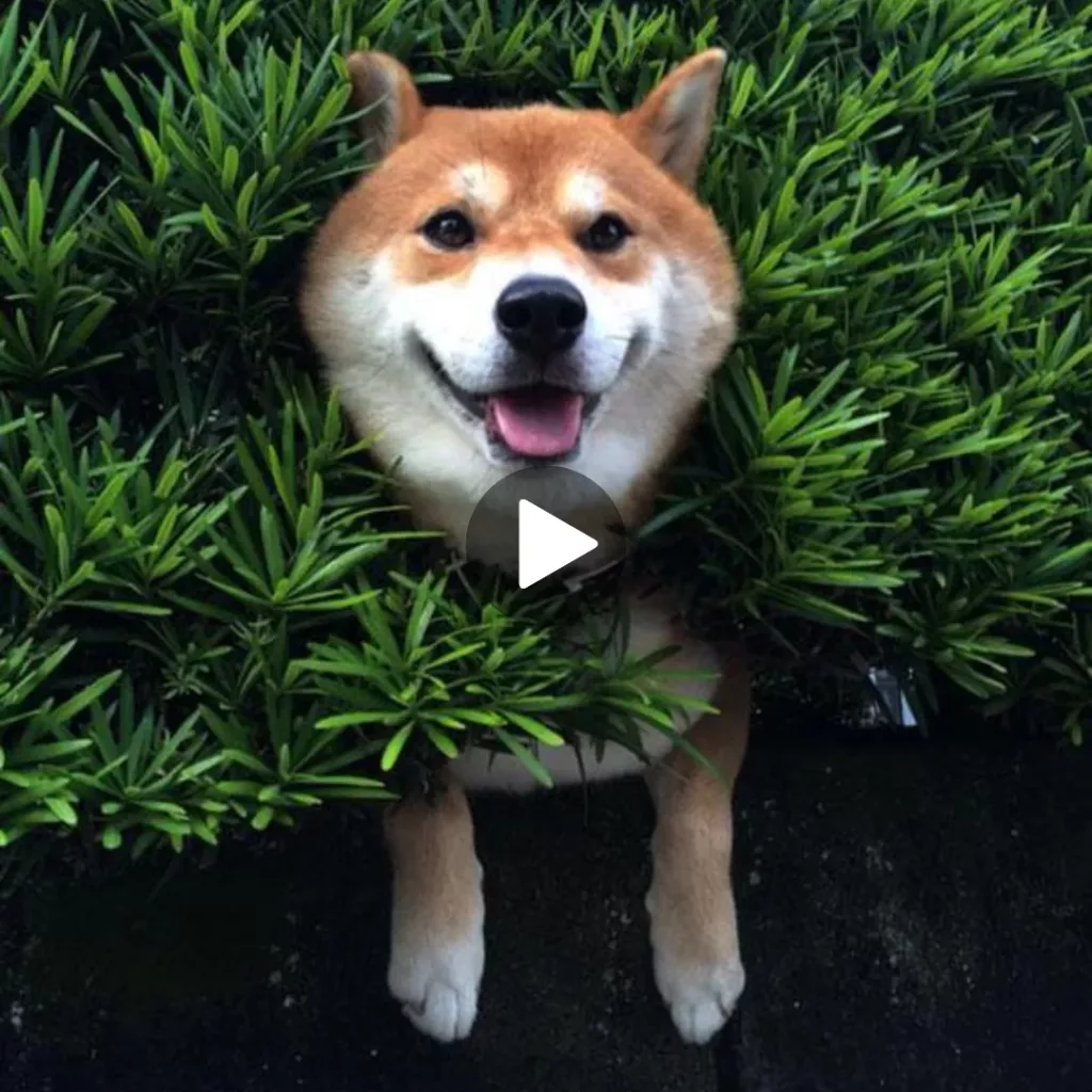 “Majestic Shiba Inu Navigates Tricky Foliage Obstacle Course with Calm Confidence”
