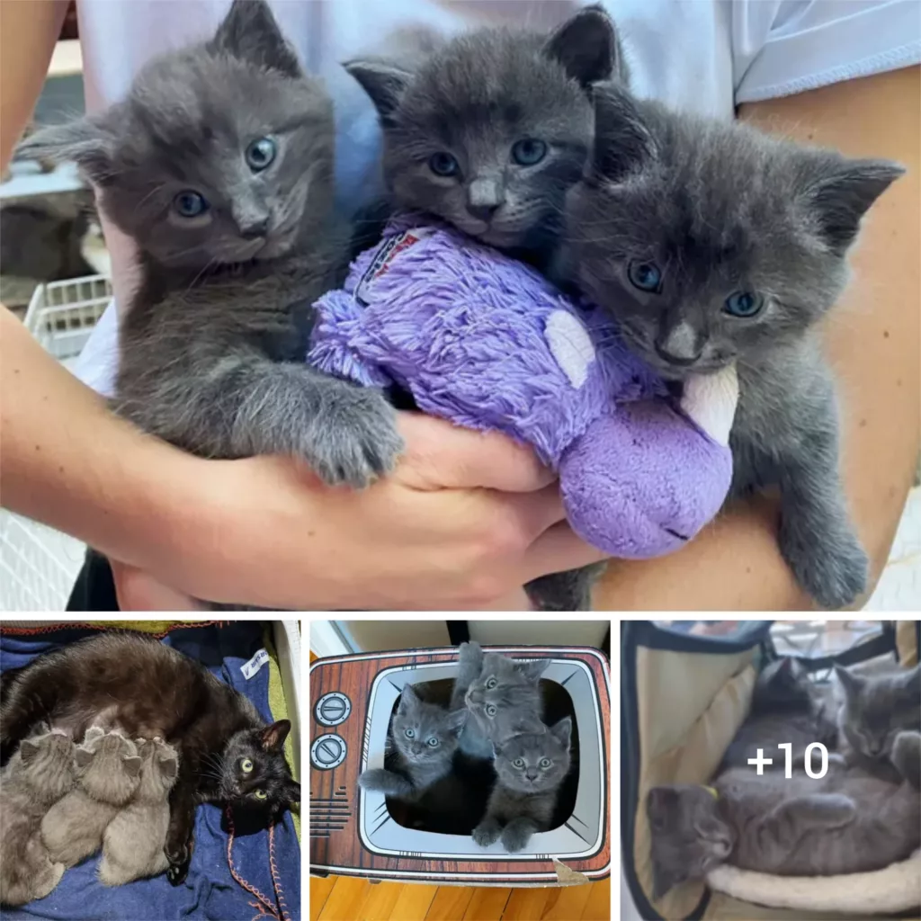 A Feline’s Selfless Act: How a Mama Cat Ensured a Safe Haven for Her Trio of Kittens