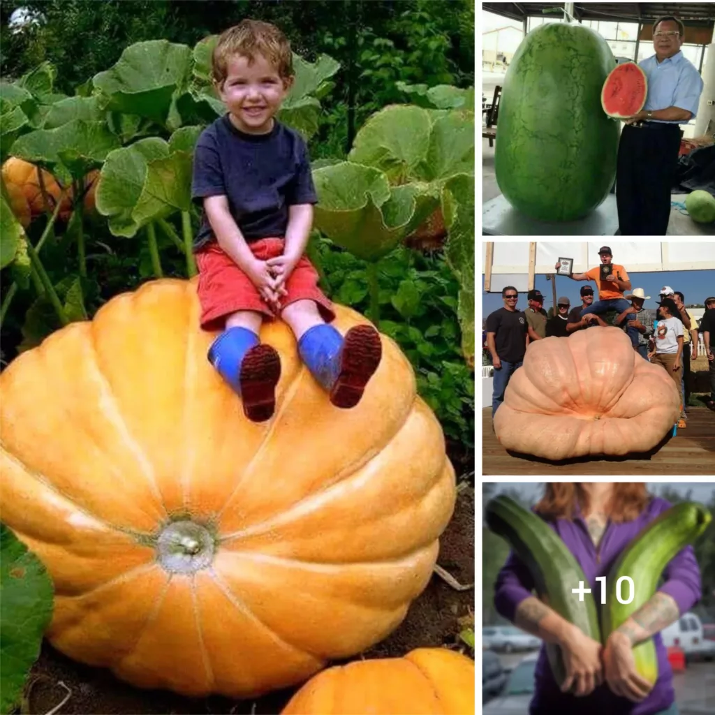 Exploring the Marvels of Nature: Discovering the Enchanting World of Oversized Fruits and Vegetables