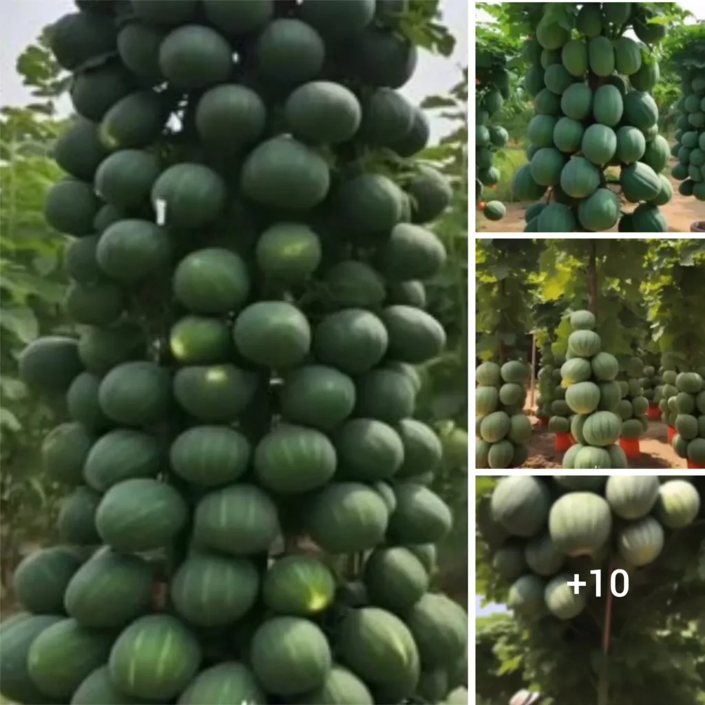 Unraveling the Wonders of Oversized Fruits: A Mesmerizing Display of Nature’s Richness