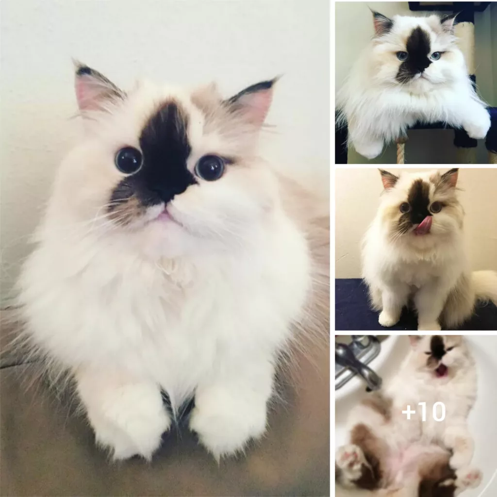 Himalayan Cat with a Quirky Appearance Goes Viral on Instagram