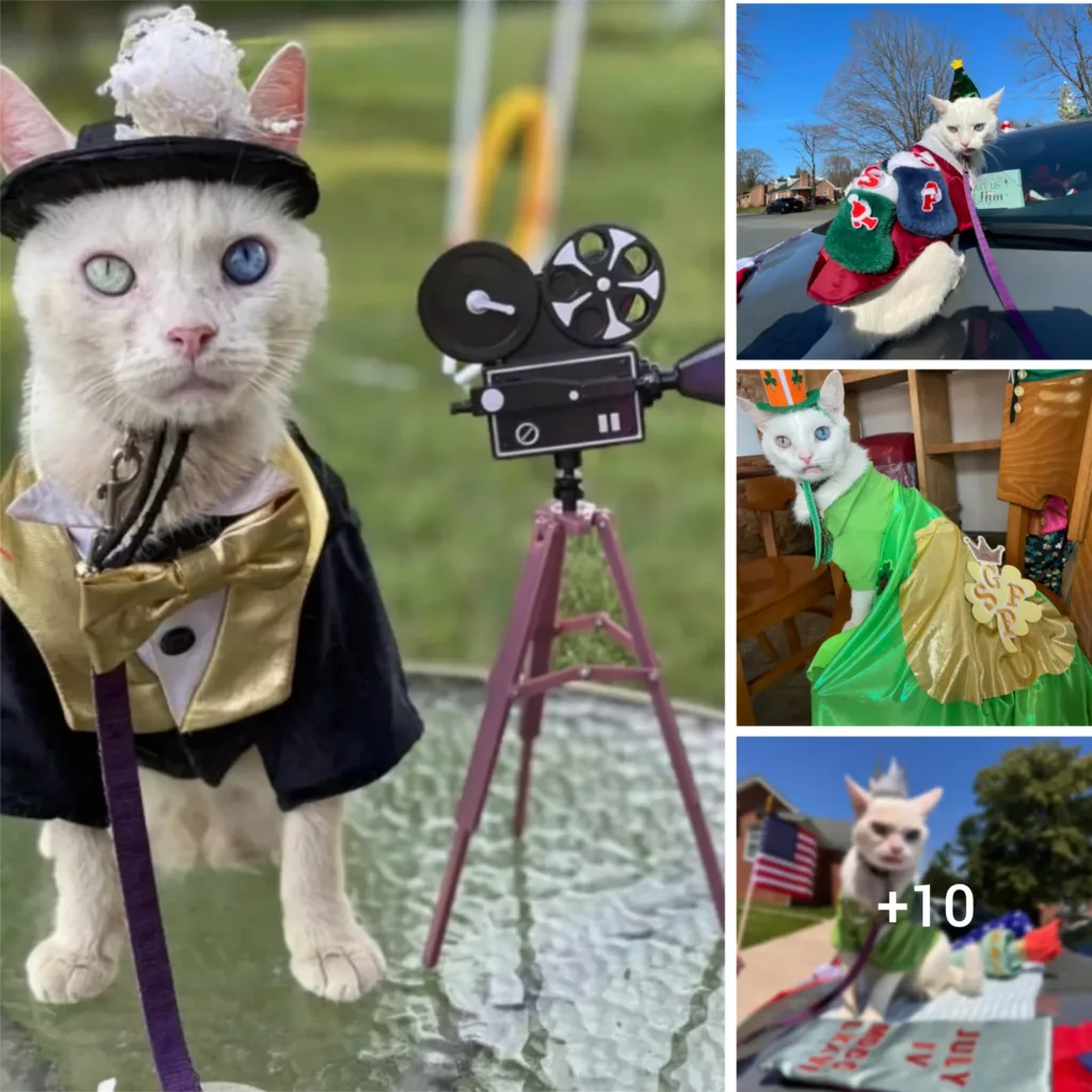Meet Prince Snowflake: The Quirkiest Cat in the Neighborhood Ready for His Close-Up