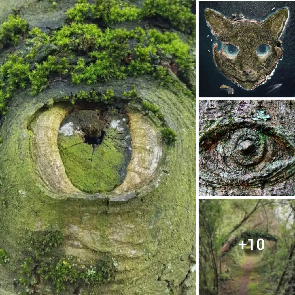 “Nature’s Unwavering Stare: Discovering the Marvels of Observation”