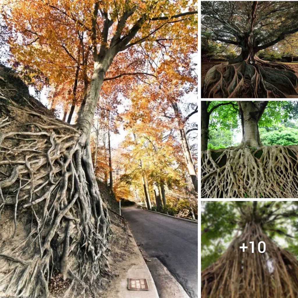 Exploring the Strength of Nature’s Roots: Uncovering their Resilient Power