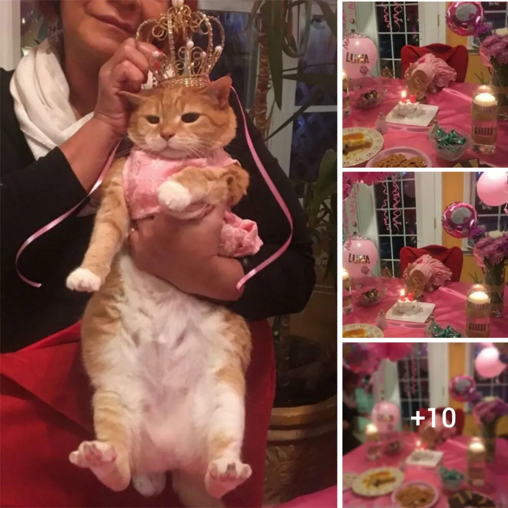 “Feline Quinceañera: Celebrating 15 Years of Love and Whiskers with Our Beloved Cat”