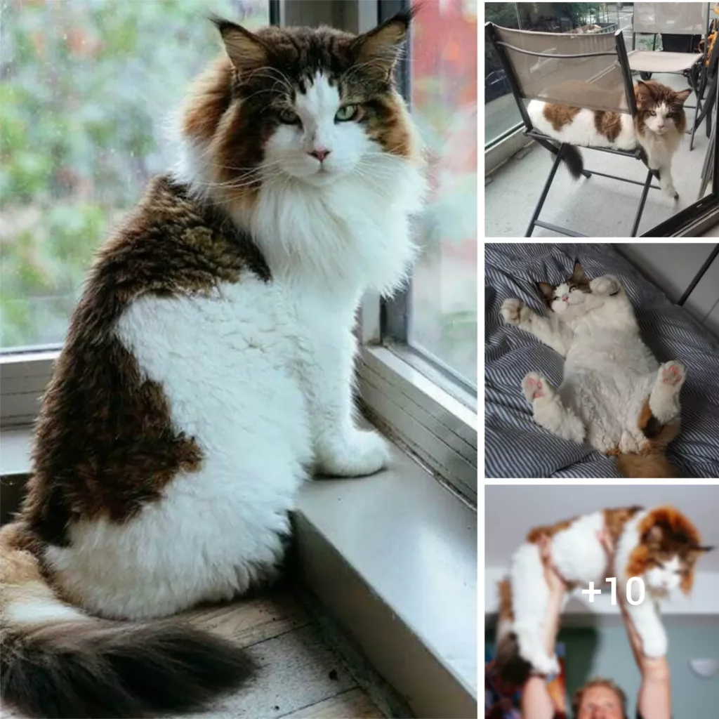 “From Fluffy Kitten to Bobcat: Samson’s Incredible Transformation as a Giant Maine Coon Cat”