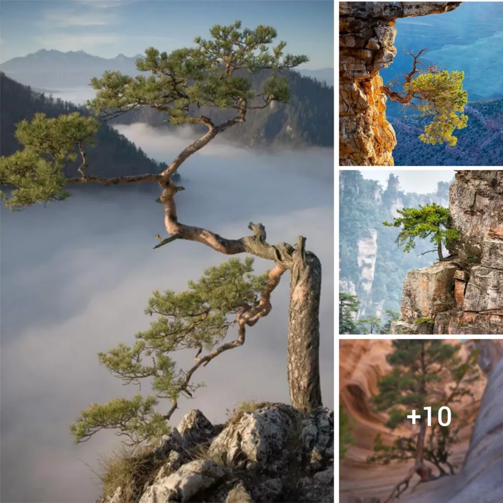 “Rising Above Gravity: The Indomitable Trees of Nature’s Survival in Mountain Terrain”