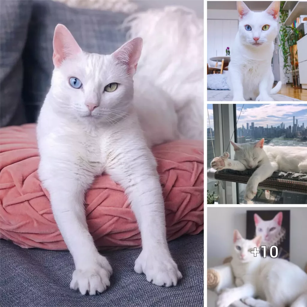 An Exceptional Feline Adventure: A Rescue Cat’s Journey of Heterochromia and Extra Toes Finding Love through Instagram