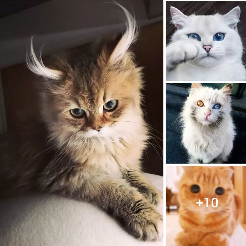 “The Purrfect Gallery: 21 Stunning Cats that Will Leave You in Awe”