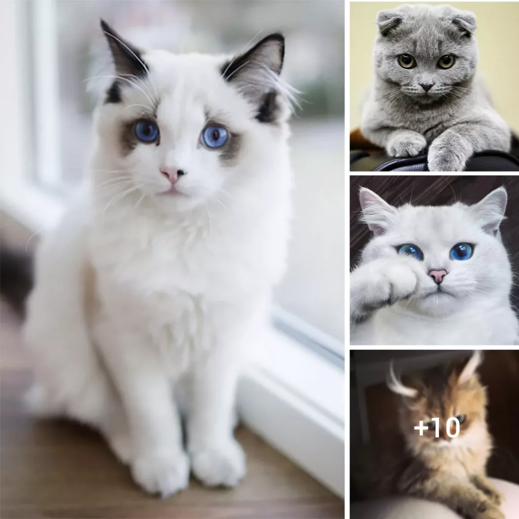 21 Majestic Cats: The Epitome of Beauty and Elegance